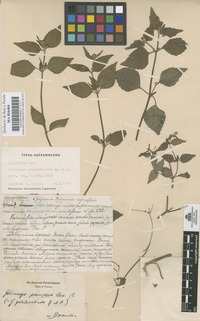Lectotype of Galinsoga quadriradiata Ruiz & Pav. [family COMPOSITAE]