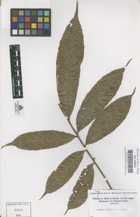 Original material of Talisia pinnata (Ruiz & Pav.) Radlk. [family SAPINDACEAE]
