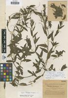 Type of Epilobium remigianum Sennen [family ONAGRACEAE]