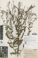 Syntype of Epilobium rigidum Sennen [family ONAGRACEAE]