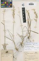 Isotype of Arrhenatherum riofrioi Sennen [family GRAMINEAE]