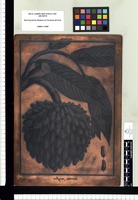 Annona parviflora. Copperplate from the Flora Peruviana et Chilensis publication (1792-1822)