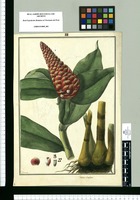 Costus scaber / Brunete. Original drawing from Ruiz & Pavón Expedition (1777-1816)