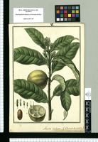 Acosta aculeata : Caimito de Monte / Galvez. Original drawing from Ruiz & Pavón's Expedition (1777-1816)