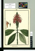 Justicia spicata / Galvez. Original drawing from Ruiz & Pavón's Expedition (1777-1816)