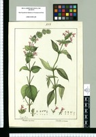 Dianthera mucronata y Dianthera acuminata / Joseph Rubio. Original drawing from Ruiz & Pavón's Expedition (1777-1816)