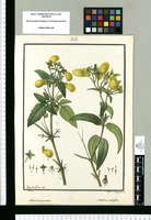 Calceolaria pinnata y Calceolaria salicifolia / Ysidro de Galvez del., Vinc[entius] L[ópez] Enguidanos Sc. Original drawing from Ruiz & Pavón's Expedition (1777-1816)