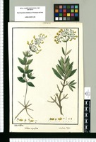 Calceolaria angustiflora y Calceolaria rugosa / Ysidro de Galvez. Original drawing from Ruiz & Pavón's Expedition (1777-1816)
