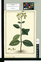 Calceolaria oblonga / Fran[cis]co Pulgar. Original drawing from Ruiz & Pavón's Expedition (1777-1816)