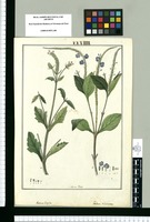 Verbena hispida, Verbena dichotoma / Lo Dibuxó Rubio. Original drawing from Ruiz & Pavón's Expedition (1777-1816)