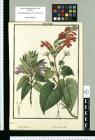 Salvia plumosa y Salvia acuminata / Galvez del. Original drawing from Ruiz & Pavón's Expedition (1777-1816)