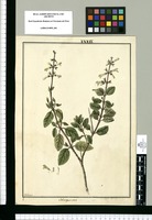 Salvia punctata / Galvez. Original drawing from Ruiz & Pavón's Expedition (1777-1816)