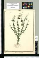 Peperomia inaequalifolia / Ysidro Galvez. Original drawing from Ruiz & Pavón's Expedition (1777-1816)