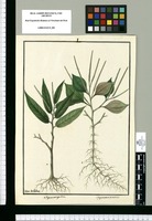 Peperomia pilosa y Peperomia trinervis / Ysidro de Galvez. Original drawing from Ruiz & Pavón's Expedition (1777-1816)