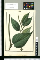 Piper mite y Piper churumayu / Ysidro de Galvez. Original drawing from Ruiz & Pavón's Expedition (1777-1816)