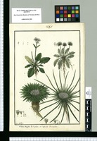 Valeriana oblongifolia, V[aleriana] globiflora, V[aleriana] rigida y V[aleriana] tenuifolia / Ysidro de Galvez. Original drawing from Ruiz & Pavón's Expedition (1777-1816)