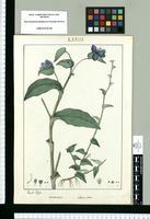 Commelina hispida y Callisia repens / Joseph Rubio. Original drawing from Ruiz & Pavón's Expedition (1777-1816)