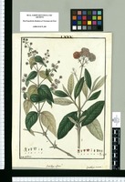 Buddleja diffusa y Buddleja incana / Ysidro de Galvez. Original drawing from Ruiz & Pavón's Expedition (1777-1816)