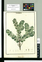 Paltoria ovalis / I[sidro] Galvez. Original drawing from Ruiz & Pavón's Expedition (1777-1816)