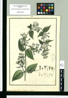 Manettia umbellata / Brunete. Original drawing from Ruiz & Pavón's Expedition (1777-1816)