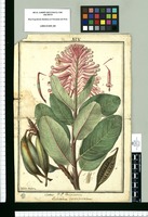Embotrium [sic] emarginatum : Catas F.P. Genus novum / Ysidro Galvez. Original drawing from Ruiz & Pavón's Expedition (1777-1816)
