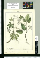 Cissus granulosa y Cissus obliqua / Rubio del. Original drawing from Ruiz & Pavón's Expedition (1777-1816)