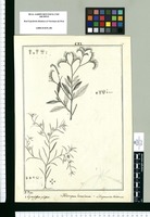 Cynoglossum pilosum, Heliotropium lanceolatum y Lithospermum dichotomum / J[osep]h Rubio. Original drawing from Ruiz & Pavón's Expedition (1777-1816)