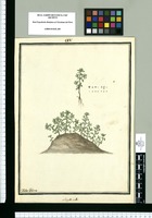 Anagallis ovalis / Ysidro Galvez. Original drawing from Ruiz & Pavón's Expedition (1777-1816)