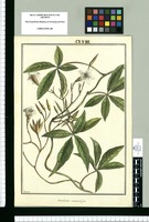 Convolvulus macrocalyx / Brunete. Original drawing from Ruiz & Pavón's Expedition (1777-1816)