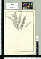 Fabiana imbricata. Original drawing from Ruiz & Pavón's Expedition (1777-1816)