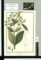 Lisianthus [sic] revolutus / Is[idro] Galvez del. Original drawing from Ruiz & Pavón's Expedition (1777-1816)