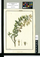 Periphragmos foetidus / Ysidro de Galvez. Original drawing from Ruiz & Pavón's Expedition (1777-1816)