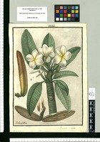 Plumieria [sic] bicolor / Ysidro Galvez. Original drawing from Ruiz & Pavón's Expedition (1777-1816)