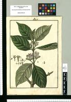 Laugeria hirsuta / Galvez. Original drawing from Ruiz & Pavón's Expedition (1777-1816)