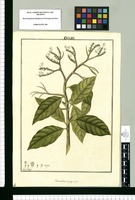 Tournefortia polystachya / Fran[cis]co Pulgar. Original drawing from Ruiz & Pavón's Expedition (1777-1816)