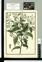 Cestrum undulatum / Galvez. Original drawing from Ruiz & Pavón's Expedition (1777-1816)