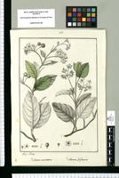 Solanum acuminatum y Solanum filiforme / Josef Rubio. Original drawing from Ruiz & Pavón's Expedition (1777-1816)