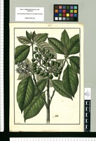 Solanum dichotomum / Fran[cis]co Pulgar. Original drawing from Ruiz & Pavón's Expedition (1777-1816)