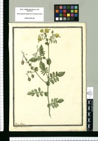 Solanum peruvianum L. / Ysidro Galbez. Original drawing from Ruiz & Pavón's Expedition (1777-1816)
