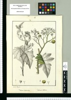 Solanum incarceratum y Solanum stellatum / Josef Rubio. Original drawing from Ruiz & Pavón's Expedition (1777-1816)