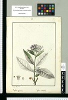 Lycium aggregatum y Lycium umbellatum / Josef Rubio. Original drawing from Ruiz & Pavón's Expedition (1777-1816)