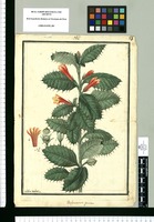 Desfontainia spinosa / Ysidro Galvez. Original drawing from Ruiz & Pavón's Expedition (1777-1816)