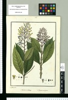 Psychotria macrobotrys y Psychotria amethystina / Is[idro] Galvez delin. Original drawing from Ruiz & Pavón's Expedition (1777-1816)