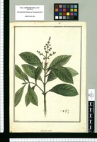 Psychotria viridis / Brunete. Original drawing from Ruiz & Pavón's Expedition (1777-1816)