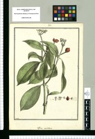Coffea umbellata / Brunete. Original drawing from Ruiz & Pavón's Expedition (1777-1816)