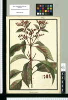 Hamelia patens / Brunete. Original drawing from Ruiz & Pavón's Expedition (1777-1816)