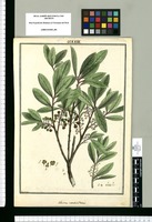 Celastrus verticillatus / Brunete. Original drawing from Ruiz & Pavón's Expedition (1777-1816)