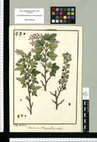 Ribes punctatum, Ribes glandulosum y Ribes cuneifolium / Ysidro de Galvez. Original drawing from Ruiz & Pavón's Expedition (1777-1816)