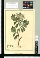 Stereoxylon cuneifolium / Fran[cis]co Pulgar. Original drawing from Ruiz & Pavón's Expedition (1777-1816)