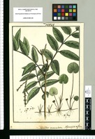 Gumillea auriculata y Hydrocotyle triflora / Brunete. Original drawing from Ruiz & Pavón's Expedition (1777-1816)